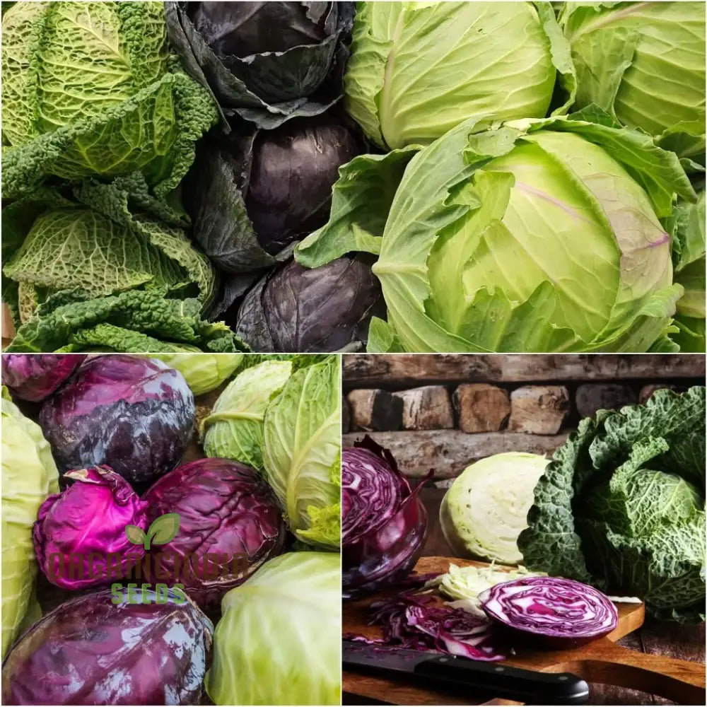 Cabbage - Heirloom Mix Seeds For Planting Premium Collection For Your Garden