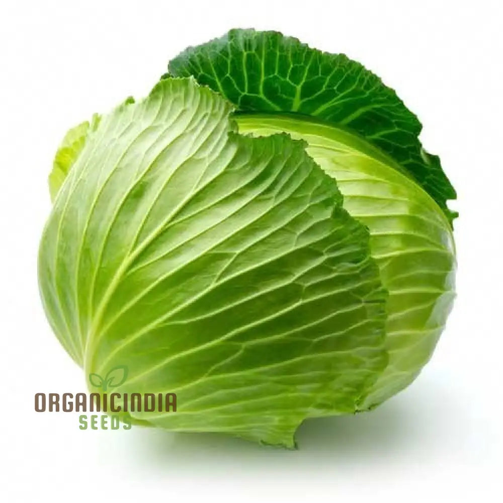 Cabbage - Heirloom Mix Seeds For Planting Premium Collection For Your Garden