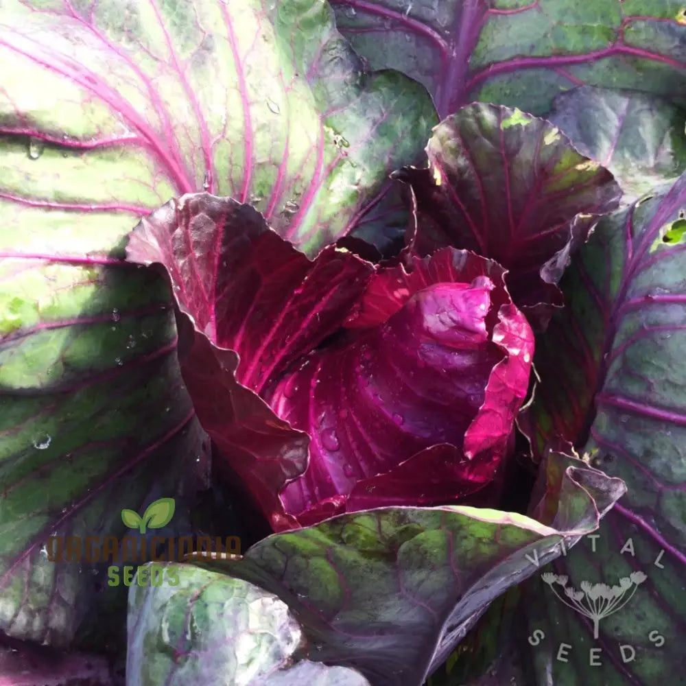 Cabbage Kalibos Red Seeds For Your Garden | Buy Online