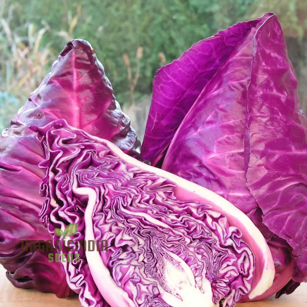 Cabbage Kalibos Red Seeds For Your Garden | Buy Online