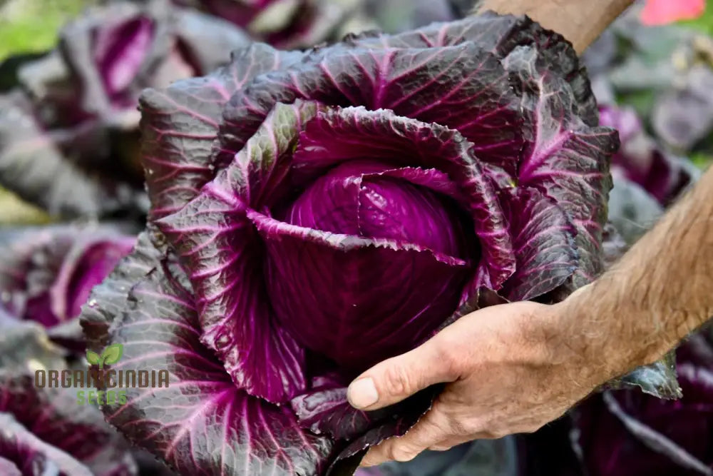 Cabbage Kalibos Red Seeds For Your Garden | Buy Online