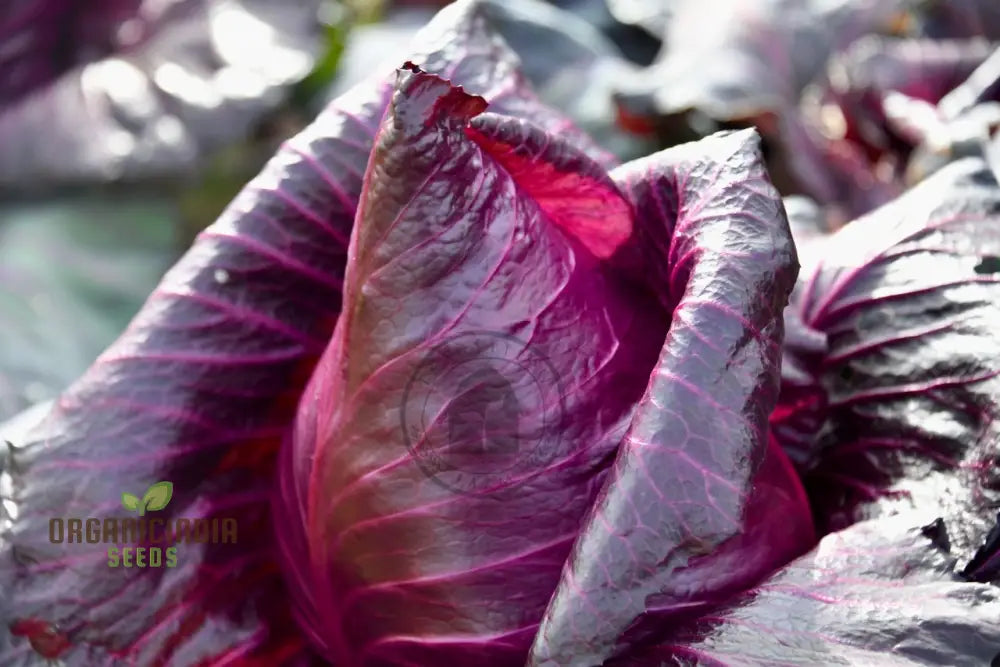 Cabbage Kalibos Red Seeds For Your Garden | Buy Online