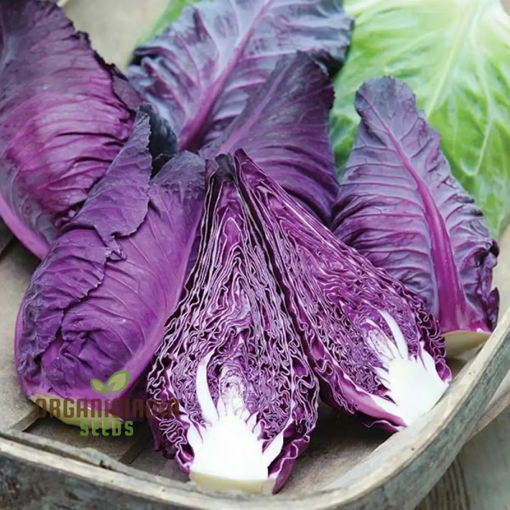 Cabbage Kalibos Red Seeds For Your Garden | Buy Online