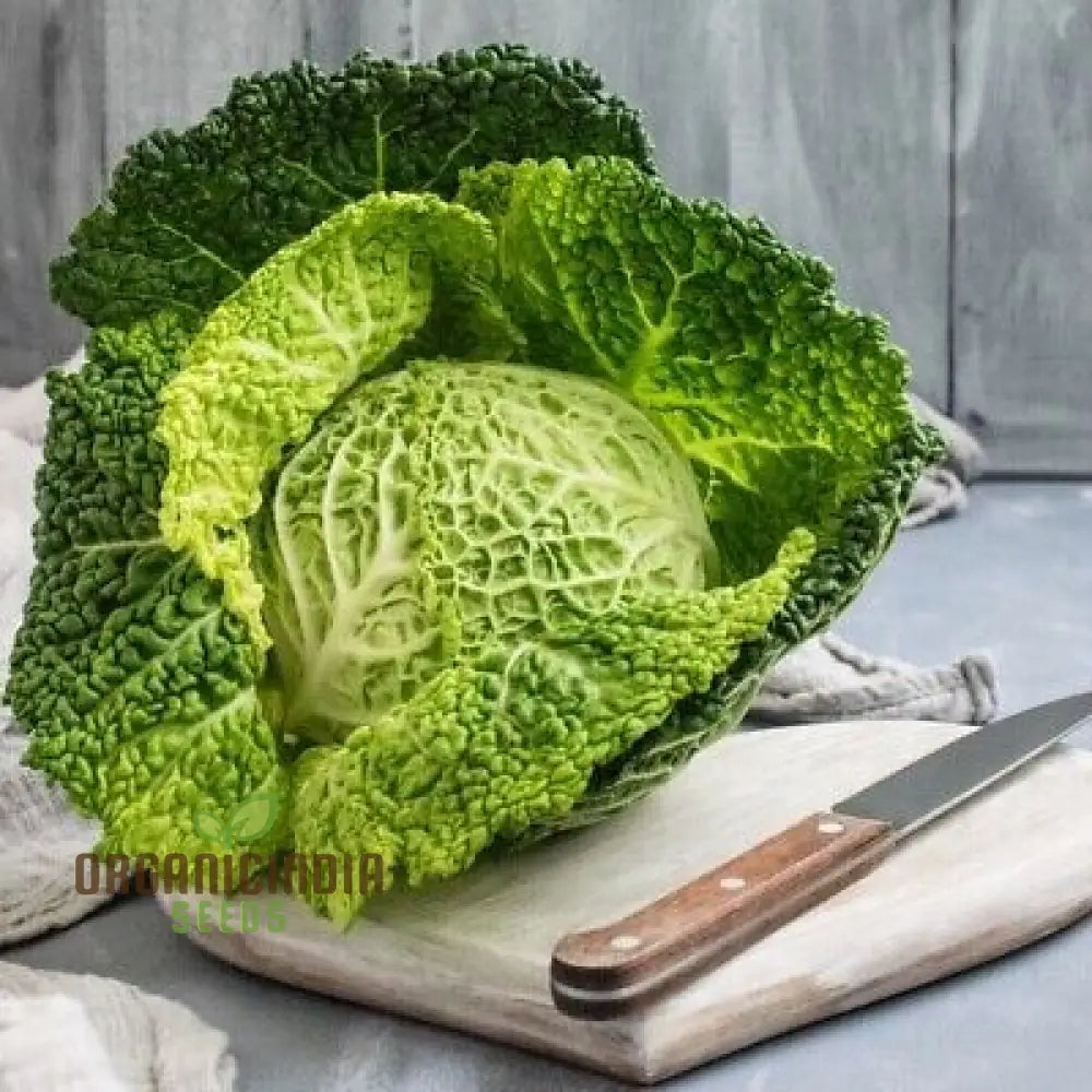 Cabbage Ormskirk Seeds For Your Gardening Needs