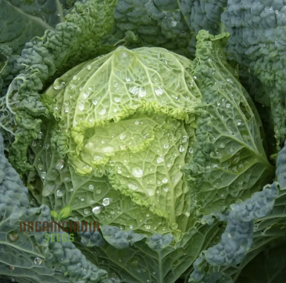 Cabbage Ormskirk Seeds For Your Gardening Needs