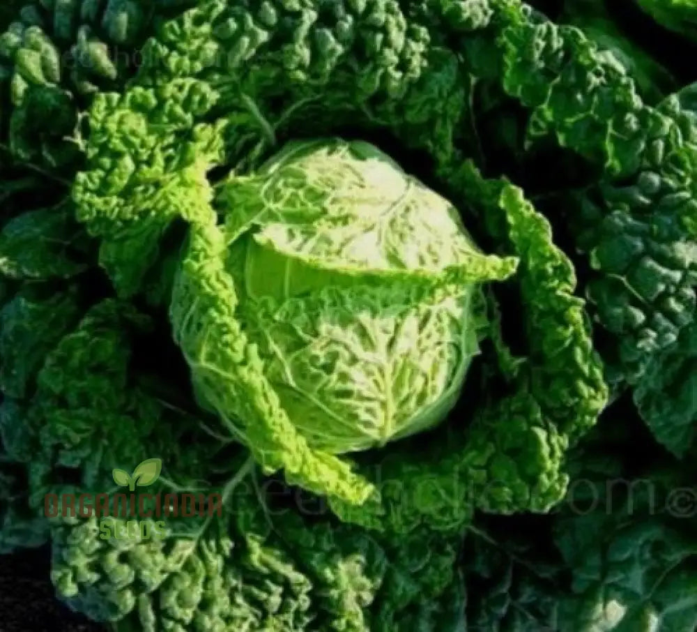 Cabbage Ormskirk Seeds For Your Gardening Needs