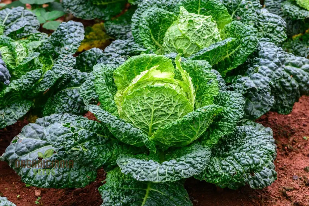 Cabbage Ormskirk Seeds For Your Gardening Needs