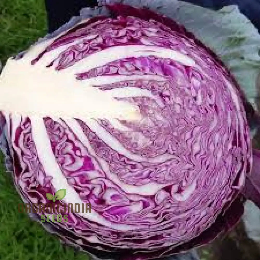 Cabbage Red Drumhead Seeds For Vibrant Garden Harvest