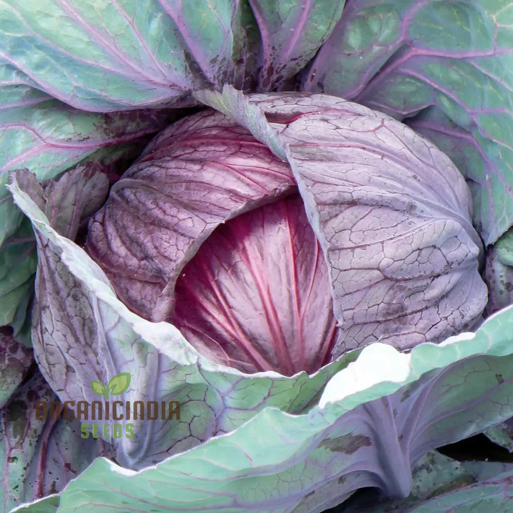 Cabbage Red Drumhead Seeds For Vibrant Garden Harvest