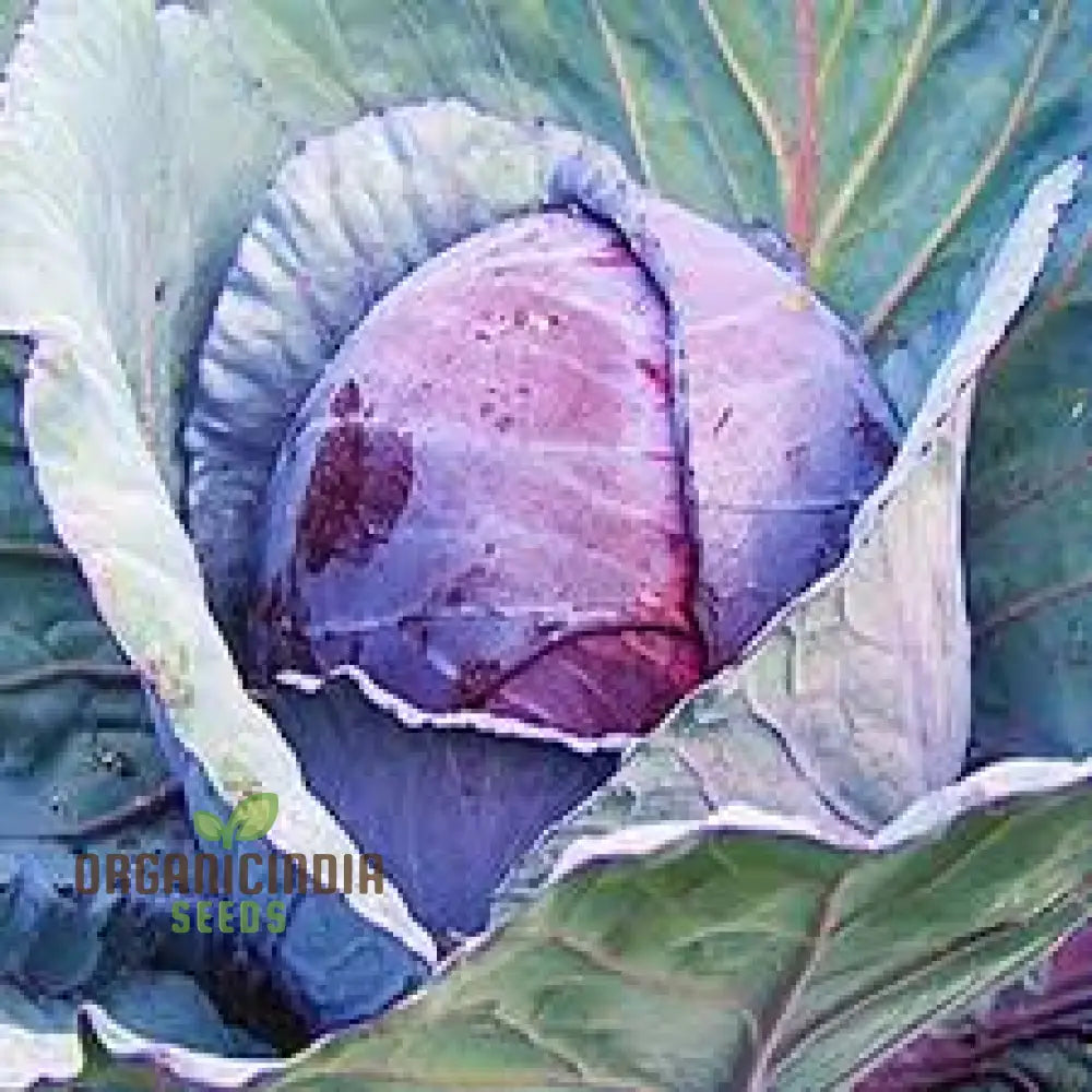 Cabbage Red Drumhead Seeds For Vibrant Garden Harvest