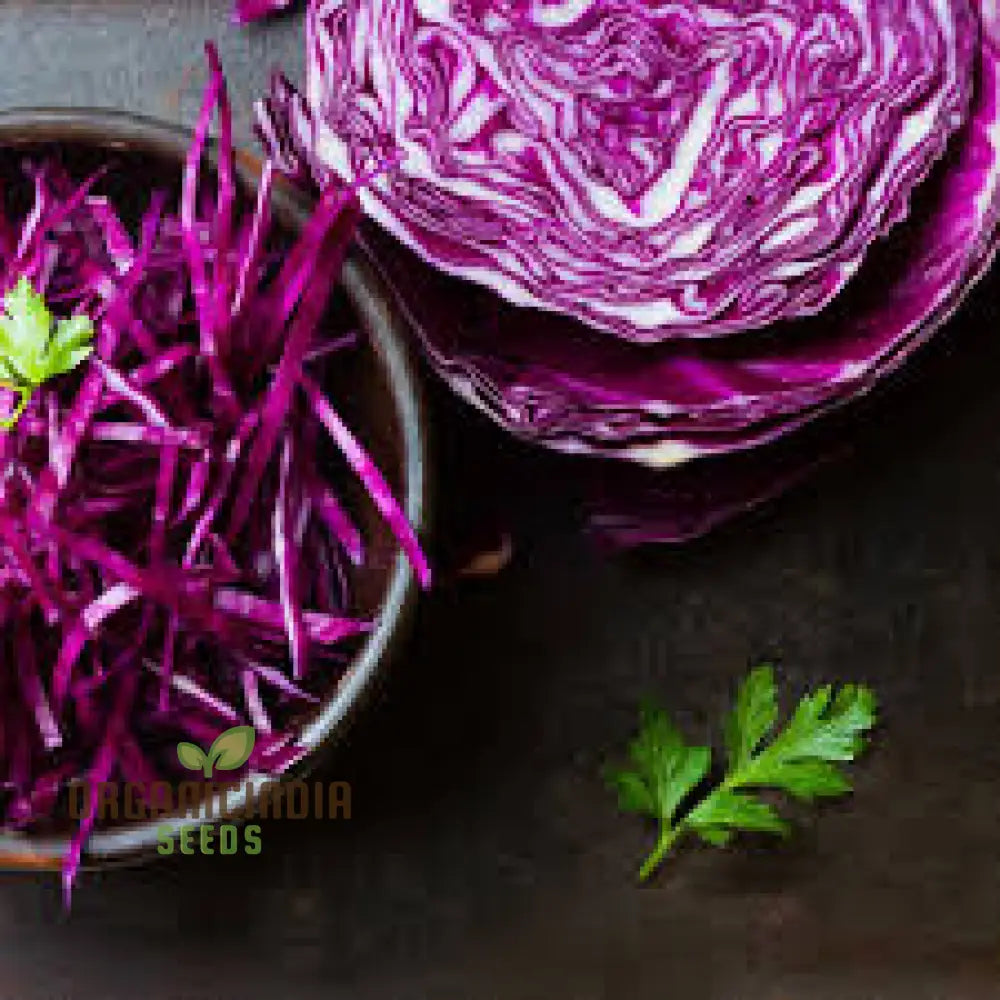 Cabbage Red Drumhead Seeds For Vibrant Garden Harvest