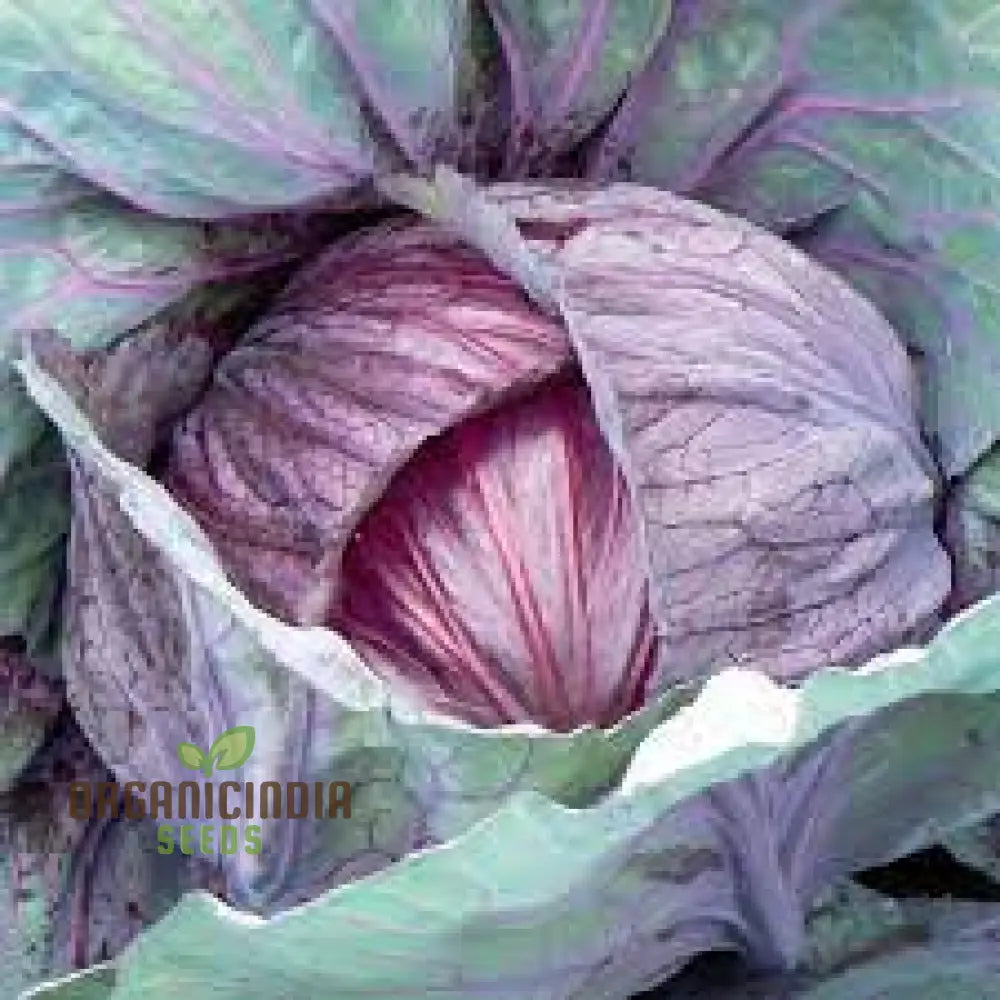 Cabbage Red Drumhead Seeds For Vibrant Garden Harvest