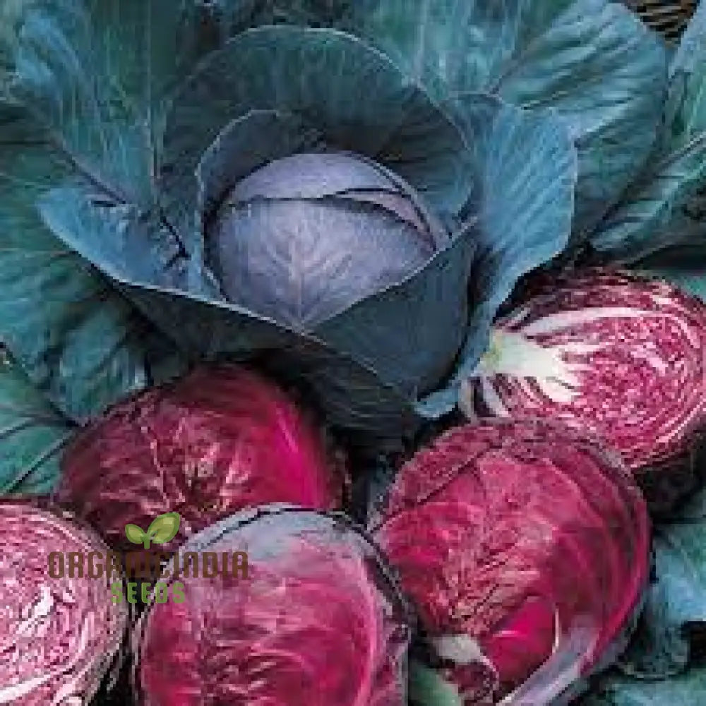 Cabbage Red Drumhead Seeds For Vibrant Garden Harvest