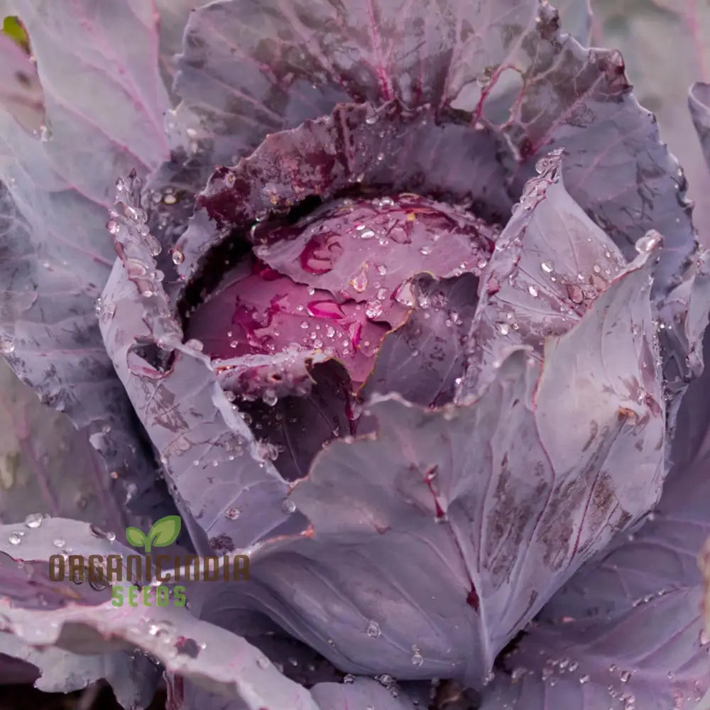 Cabbage Red Drumhead Seeds For Vibrant Garden Harvest