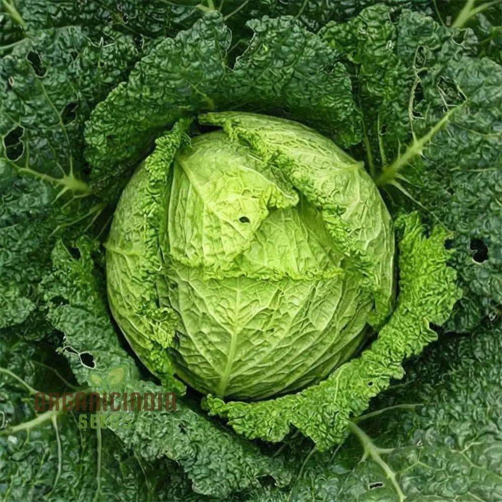 Cabbage Rigoletto Vegetable Seeds Cultivate Healthy And Flavorful With Expert Tips On Growing From