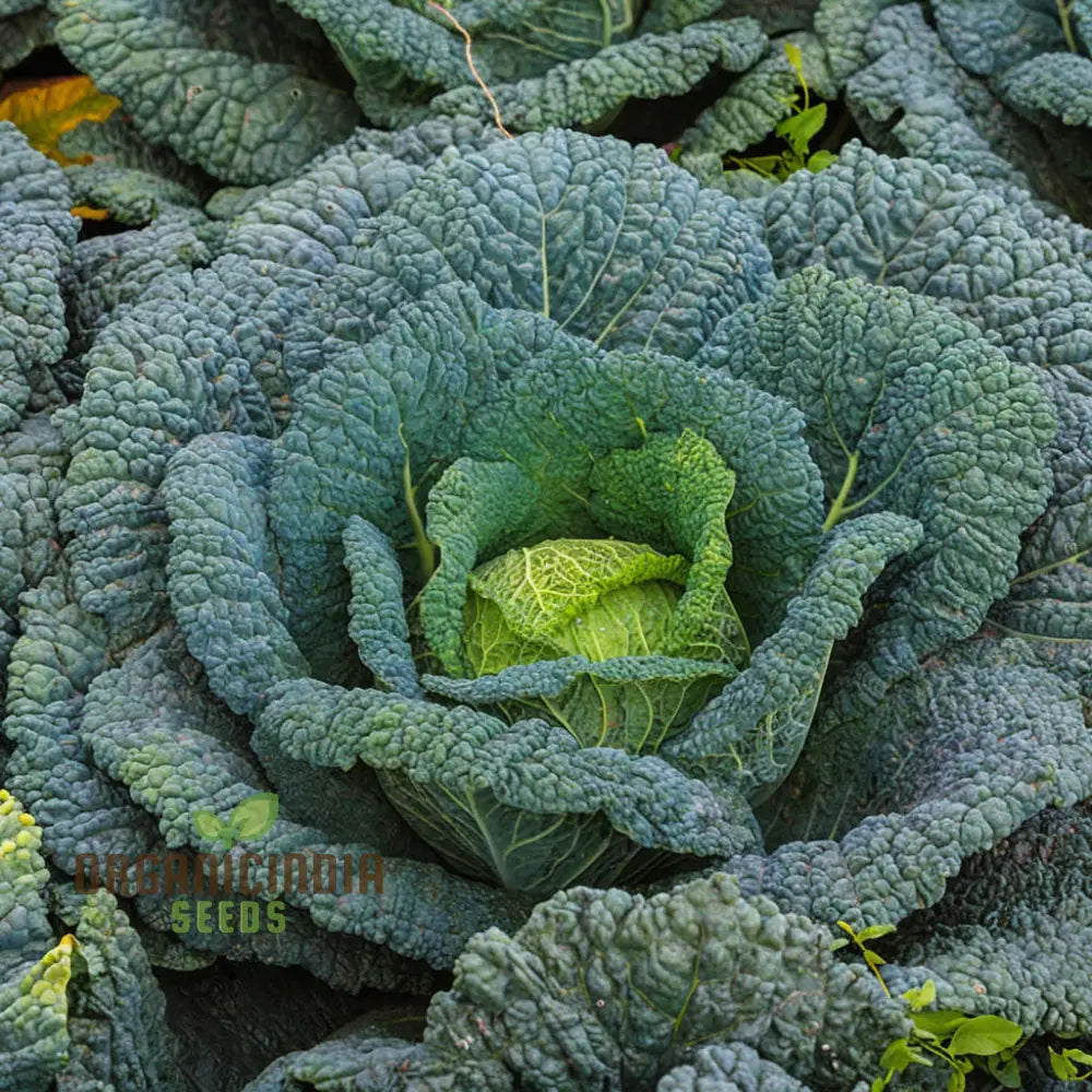 Cabbage Rigoletto Vegetable Seeds Cultivate Healthy And Flavorful With Expert Tips On Growing From