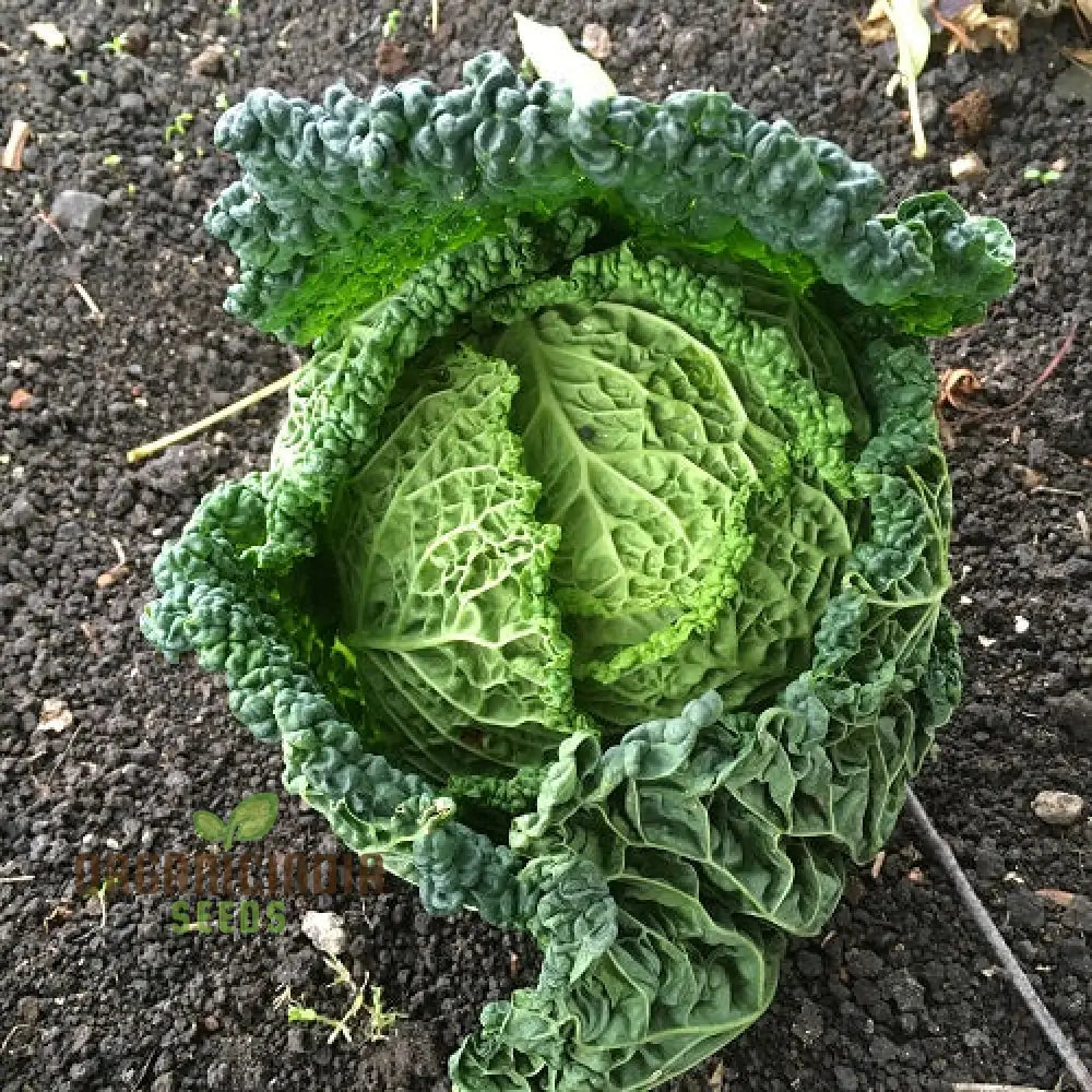 Cabbage Rigoletto Vegetable Seeds Cultivate Healthy And Flavorful With Expert Tips On Growing From