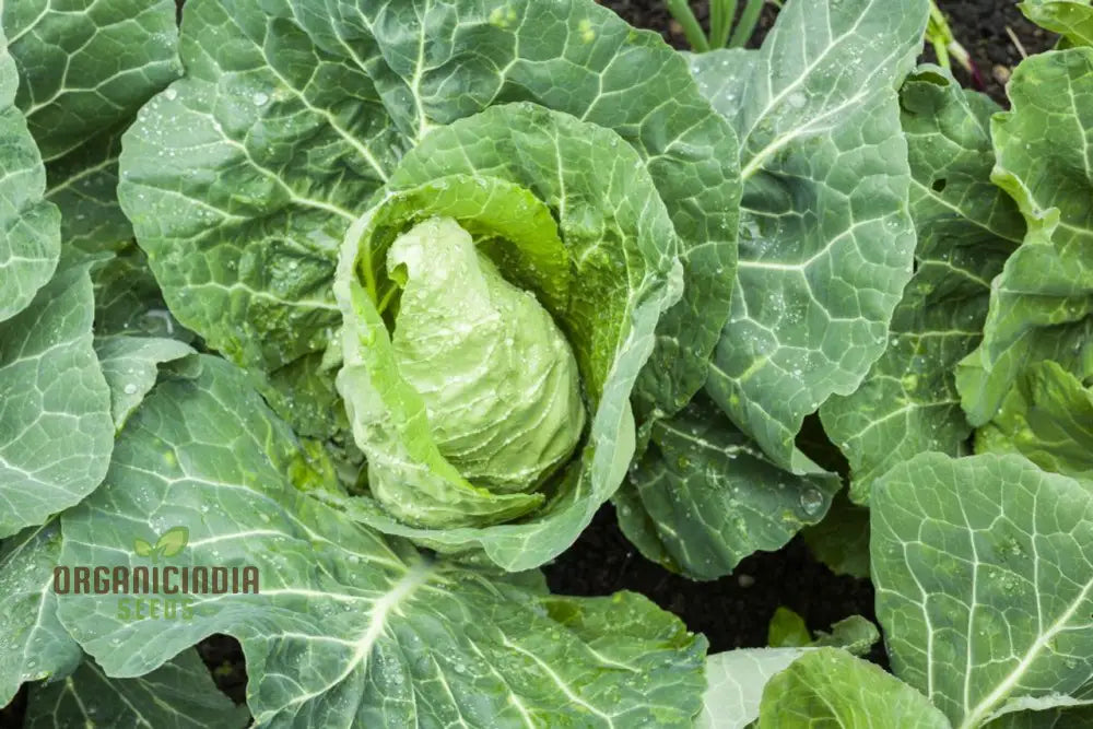 Cabbage Wheelers Imperial Seeds For Gardening - Buy Quality Online