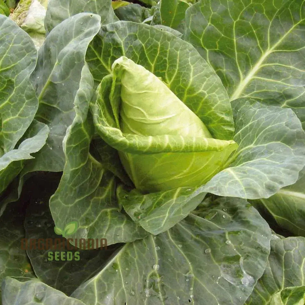 Cabbage Wheelers Imperial Seeds For Gardening - Buy Quality Online