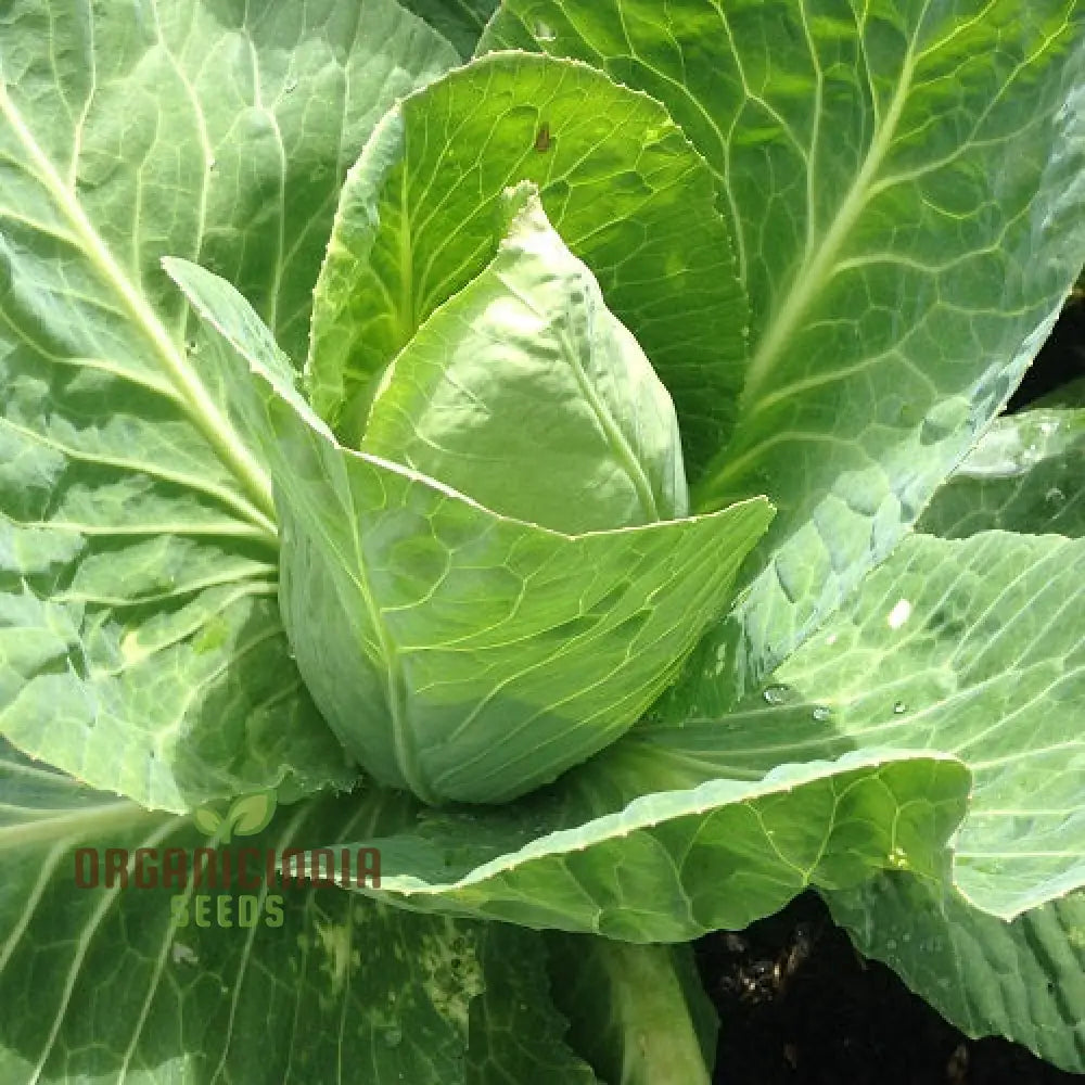 Cabbage Wheelers Imperial Seeds For Gardening - Buy Quality Online