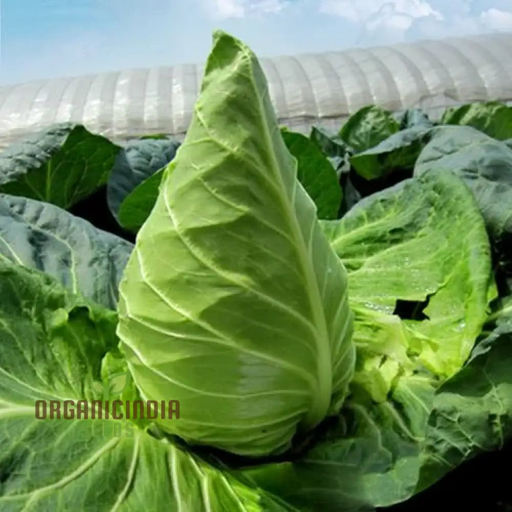 Cabbage Wheelers Imperial Seeds For Gardening - Buy Quality Online