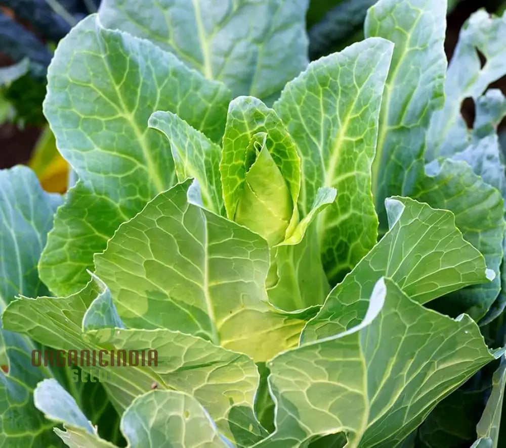 Cabbage Wheelers Imperial Seeds For Gardening - Buy Quality Online