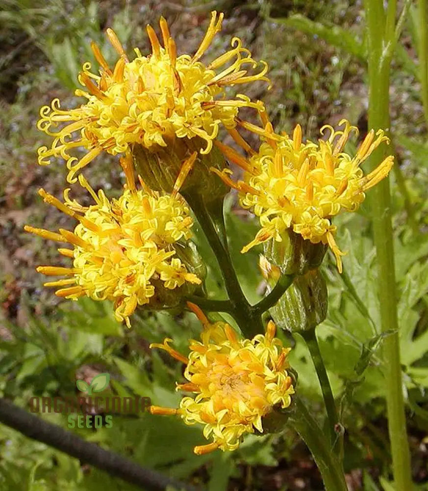 Cacaliopsis Nardosmia Glabrata Flower Seeds For Planting Cultivating Exquisite Blooms With Expert