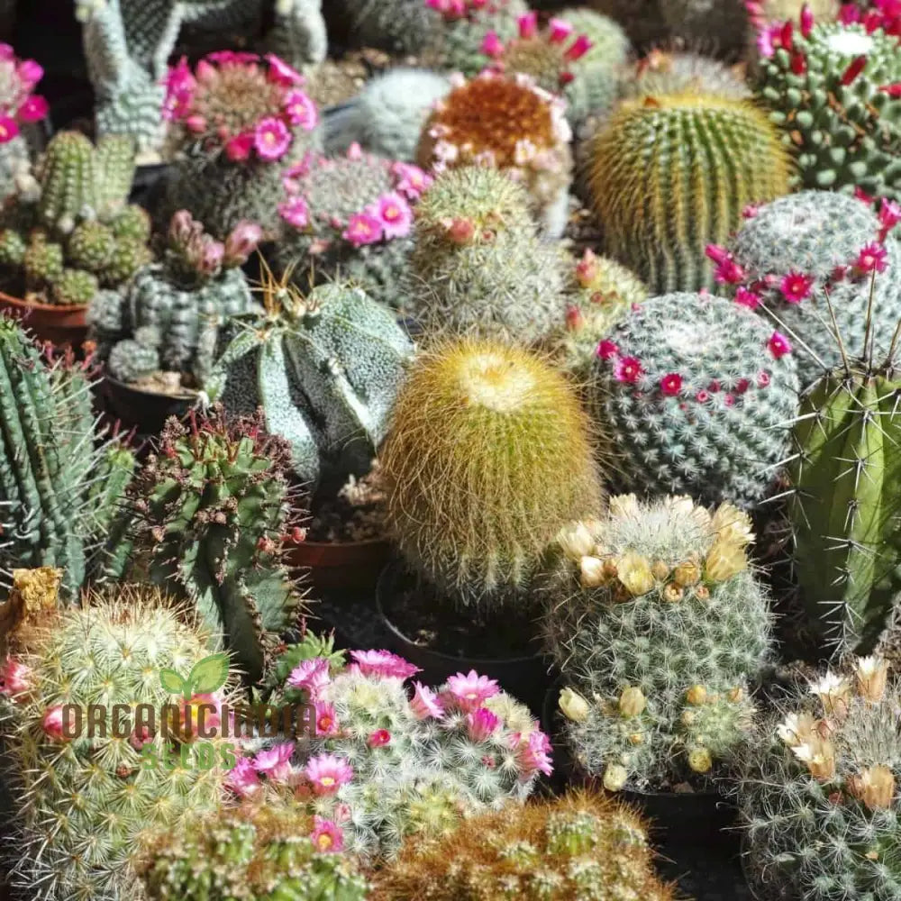 Cactus Mix Cacti Seeds For Planting Perfect Succulent Gardening Ideal Cactaceae Plant Group