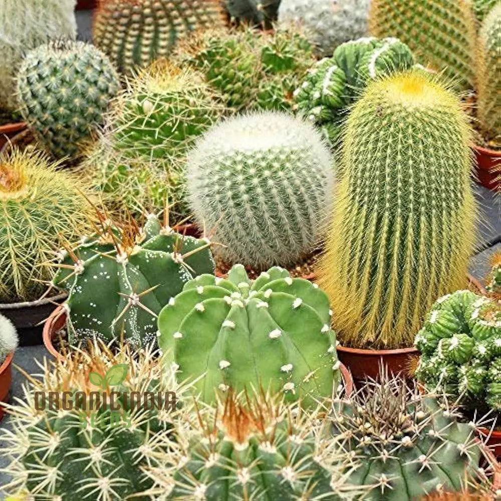 Cactus Mix Cacti Seeds For Planting Perfect Succulent Gardening Ideal Cactaceae Plant Group