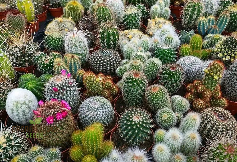 Cactus Mix Cacti Seeds For Planting Perfect Succulent Gardening Ideal Cactaceae Plant Group