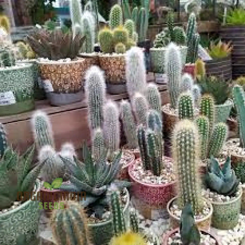 Cactus Mix Cacti Seeds For Planting Perfect Succulent Gardening Ideal Cactaceae Plant Group