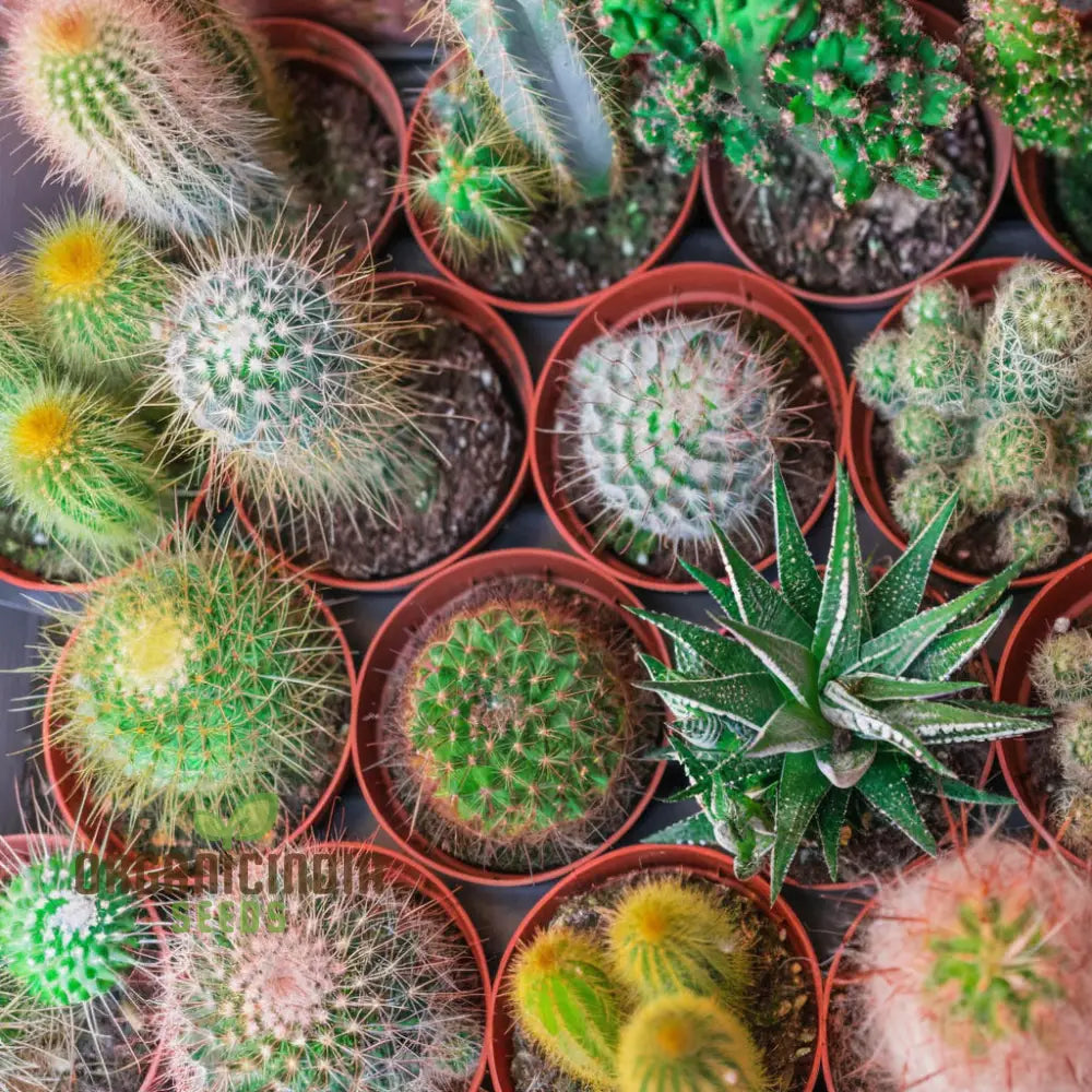 Cactus Rebutia Mix Planting Seeds Your Key To A Thriving And Vibrant Garden Experience! Plant