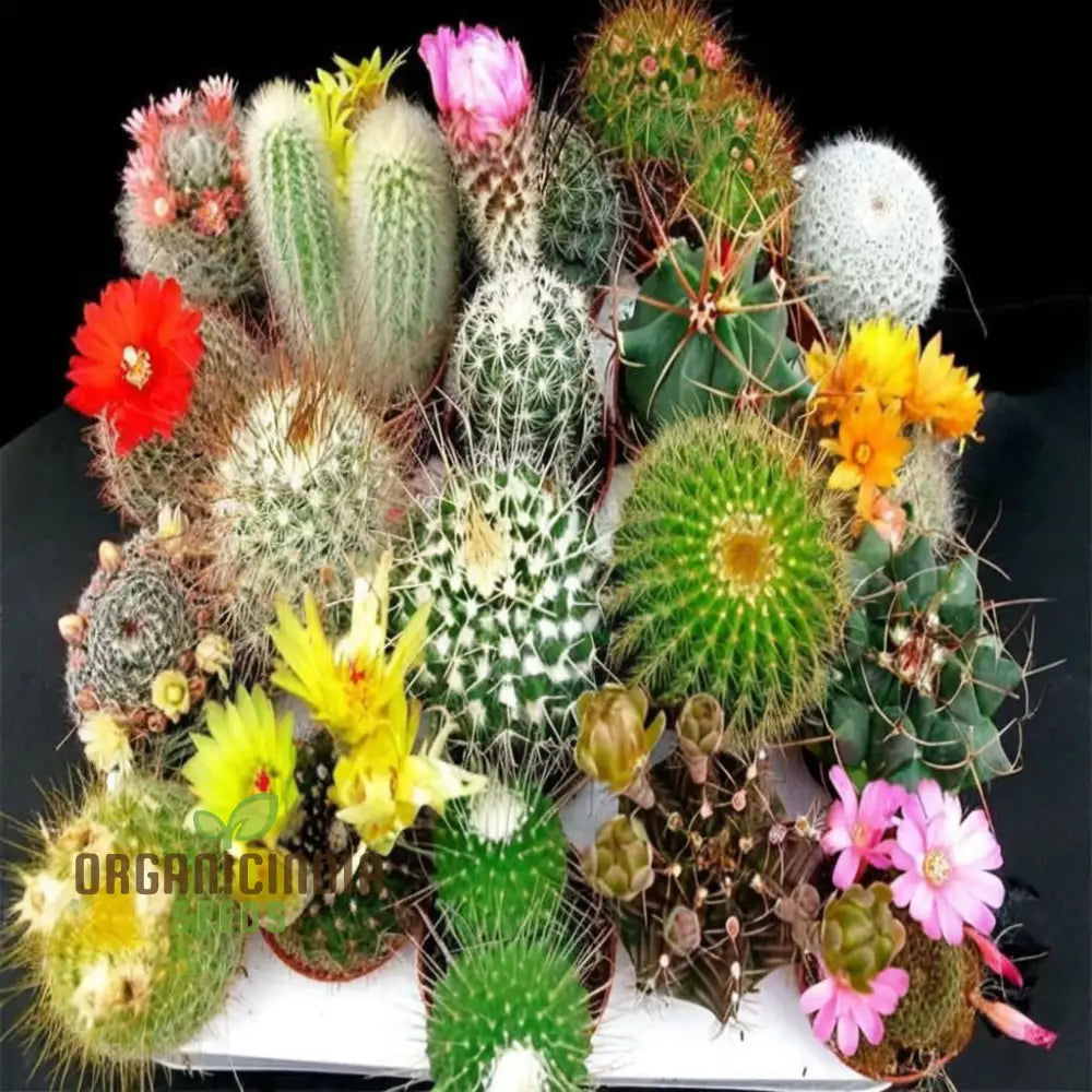 Cactus Rebutia Mix Planting Seeds Your Key To A Thriving And Vibrant Garden Experience! Plant