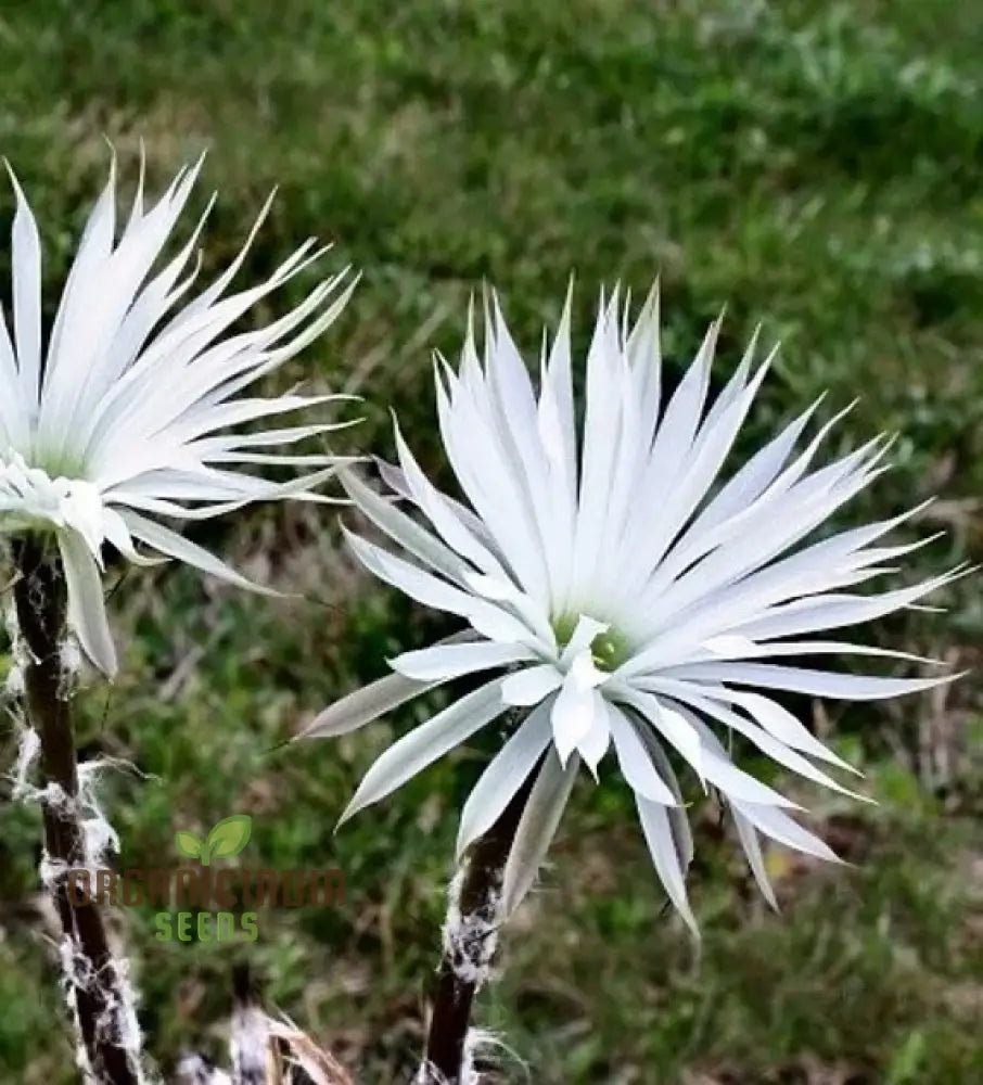 Cactus Seeds - Echinopsis Mirabilis | 20 For Gardening Enthusiasts And Succulent Lovers