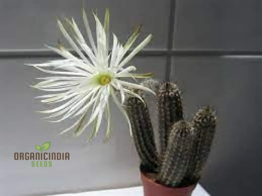 Cactus Seeds - Echinopsis Mirabilis | 20 For Gardening Enthusiasts And Succulent Lovers