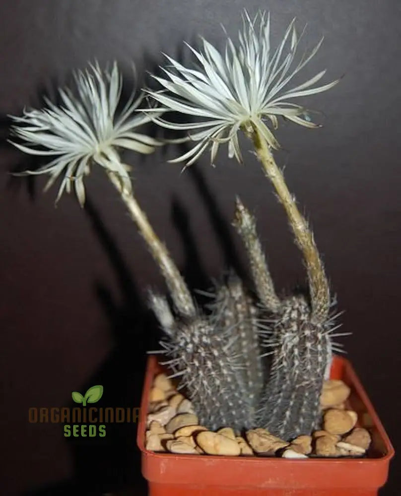 Cactus Seeds - Echinopsis Mirabilis | 20 For Gardening Enthusiasts And Succulent Lovers