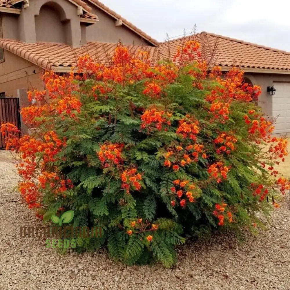 Caesalpinia Pulcherrima Flowering Seeds For Planting Cultivating Vibrant Blooms With Expert And