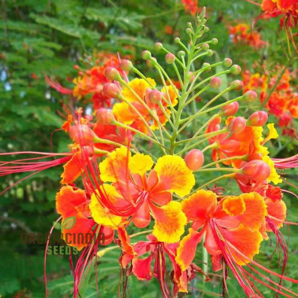 Caesalpinia Pulcherrima Flowering Seeds For Planting Cultivating Vibrant Blooms With Expert And