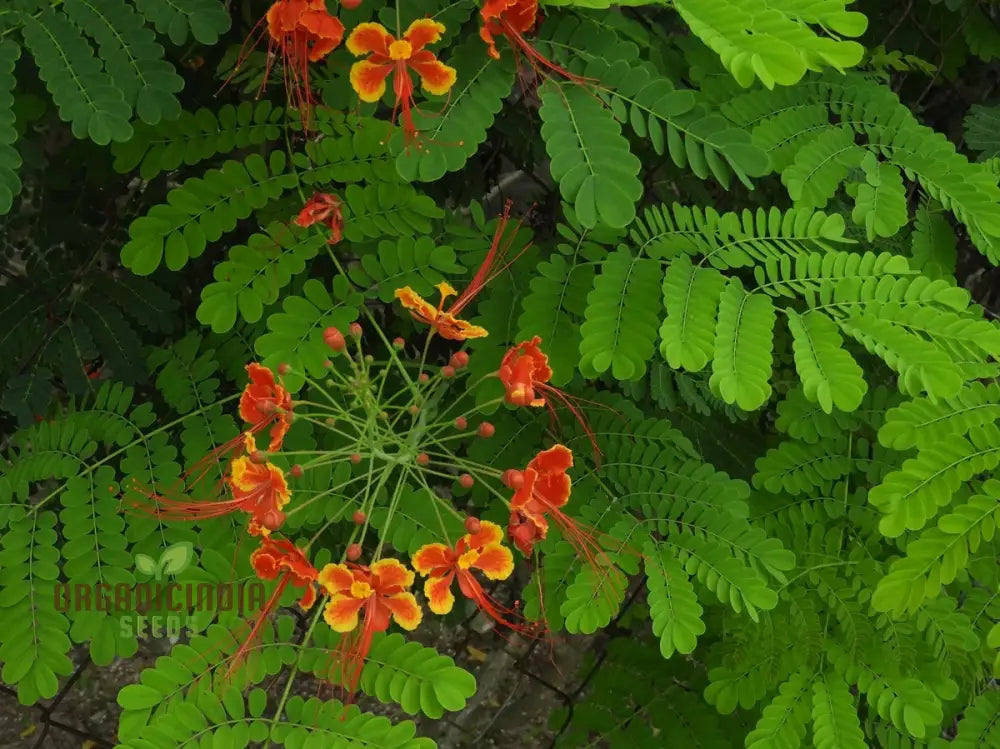 Caesalpinia Pulcherrima Flowering Seeds For Planting Cultivating Vibrant Blooms With Expert And