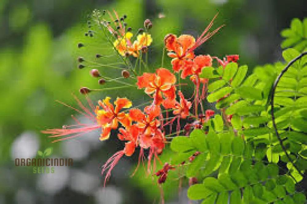 Caesalpinia Pulcherrima Flowering Seeds For Planting Cultivating Vibrant Blooms With Expert And