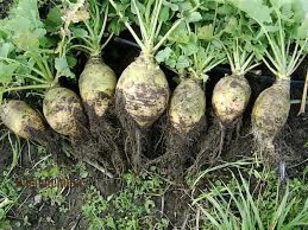 Cairns Family Heirloom Rutabaga Seeds - Preserve Tradition With Flavorful Rutabagas From The Line