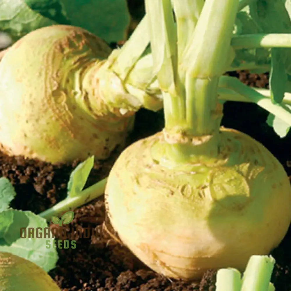 Cairns Family Heirloom Rutabaga Seeds - Preserve Tradition With Flavorful Rutabagas From The Line