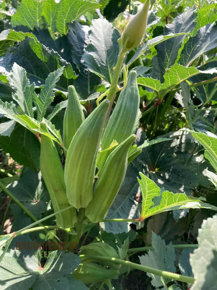 Cajun Jewel Okra Growing Guide And Tips For Vegetable Seeds