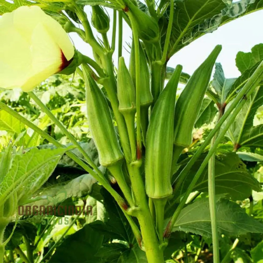 Cajun Jewel Okra Growing Guide And Tips For Vegetable Seeds