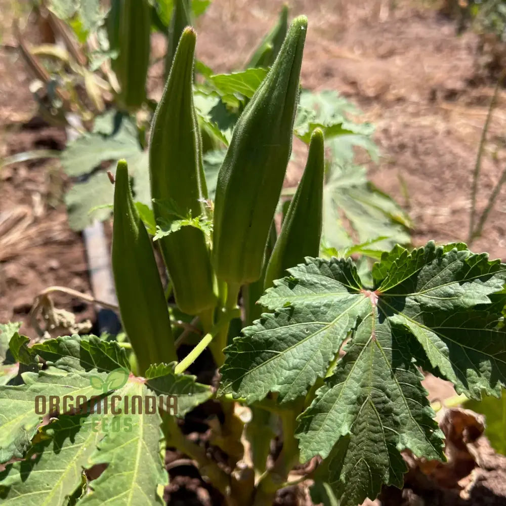 Cajun Jewel Okra Growing Guide And Tips For Vegetable Seeds