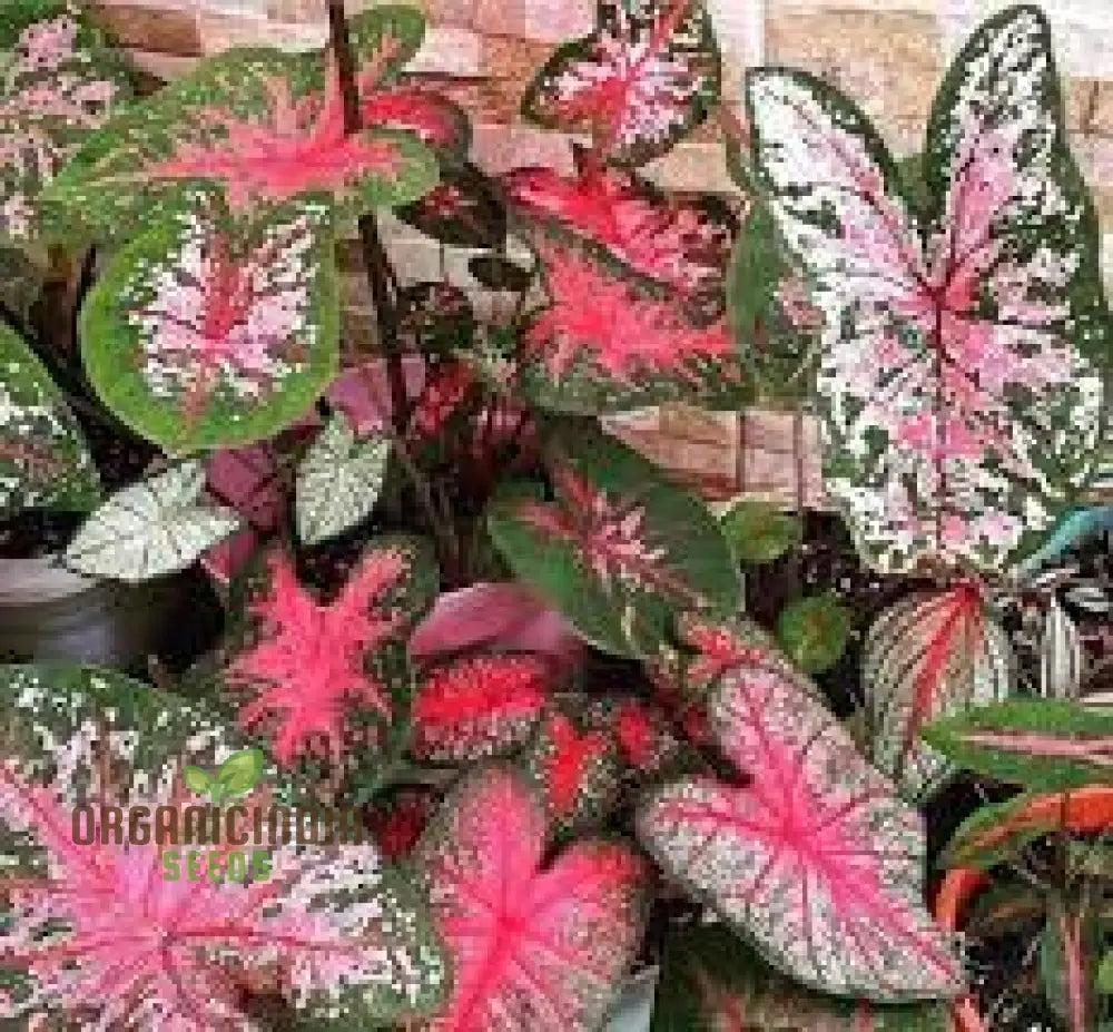 Caladium Burnt Rose Seeds Planting 100 Pcs Plant