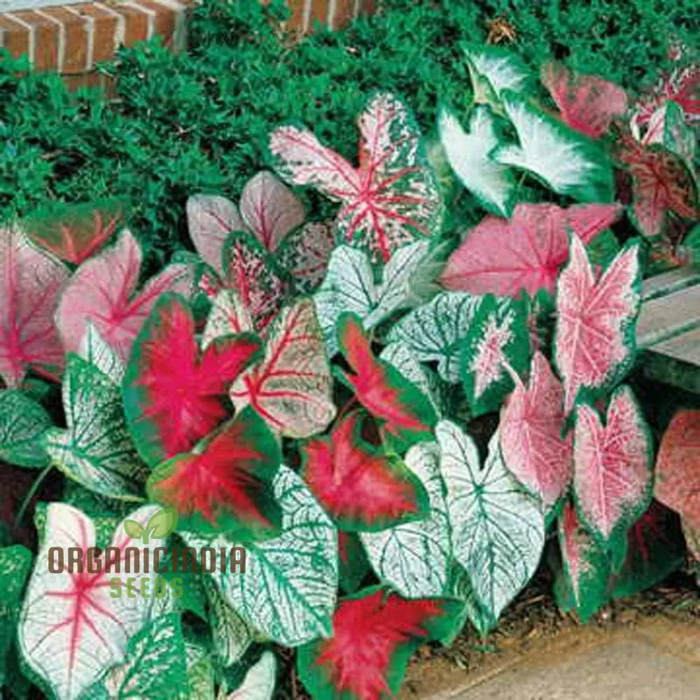 Caladium Burnt Rose Seeds Planting 100 Pcs Plant