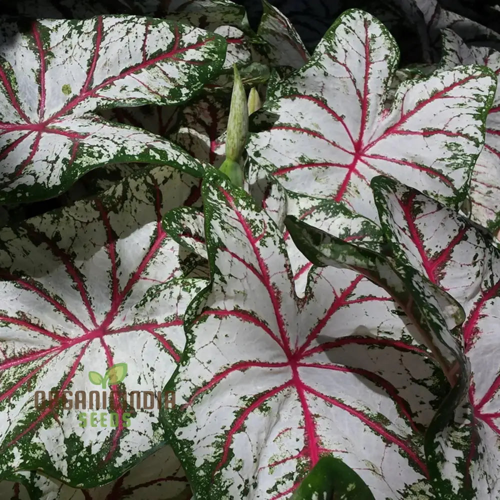 Caladium Burnt Rose Seeds Planting 100 Pcs Plant