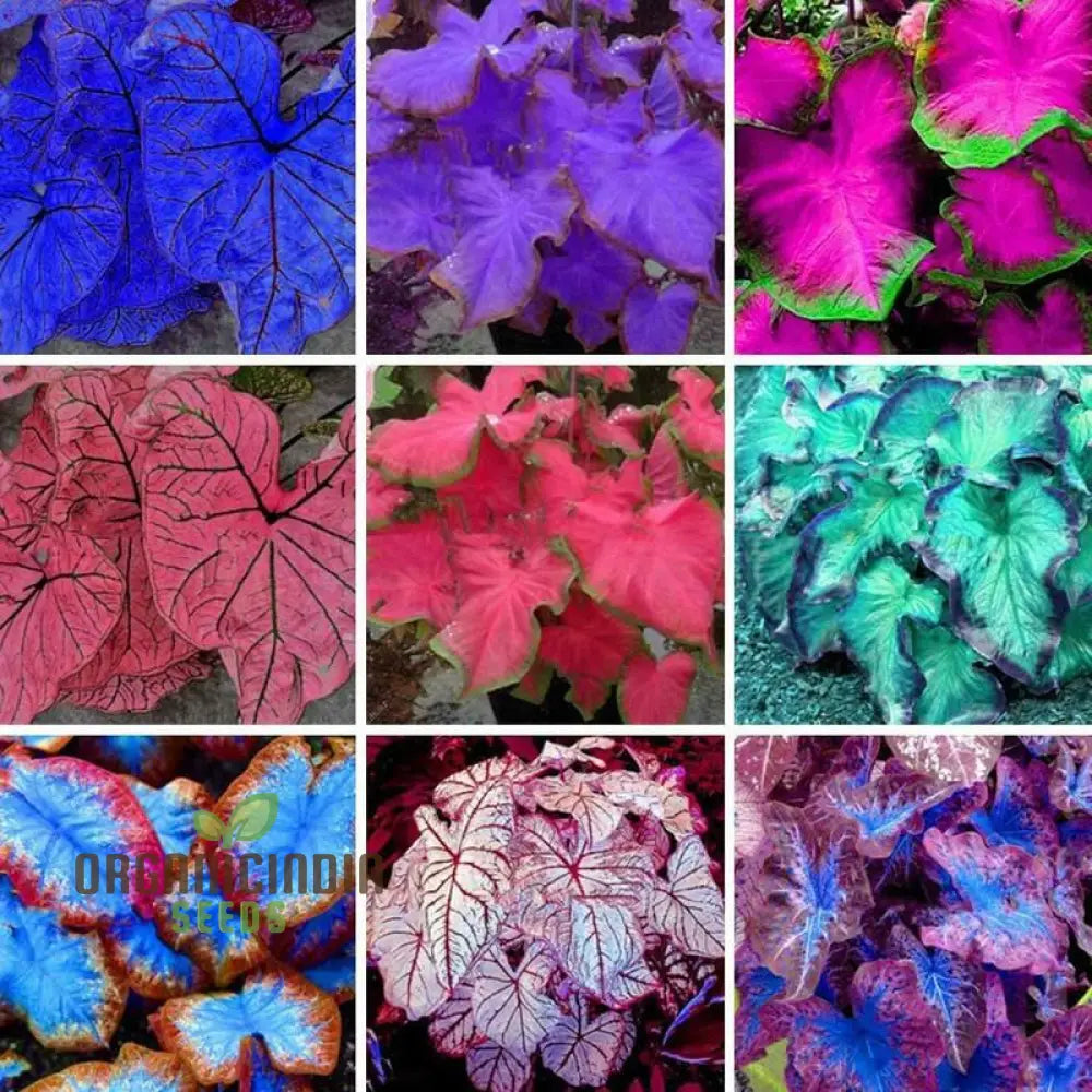 Caladium Seeds – Rainbow Perennial Planting (100 Pcs) Plant