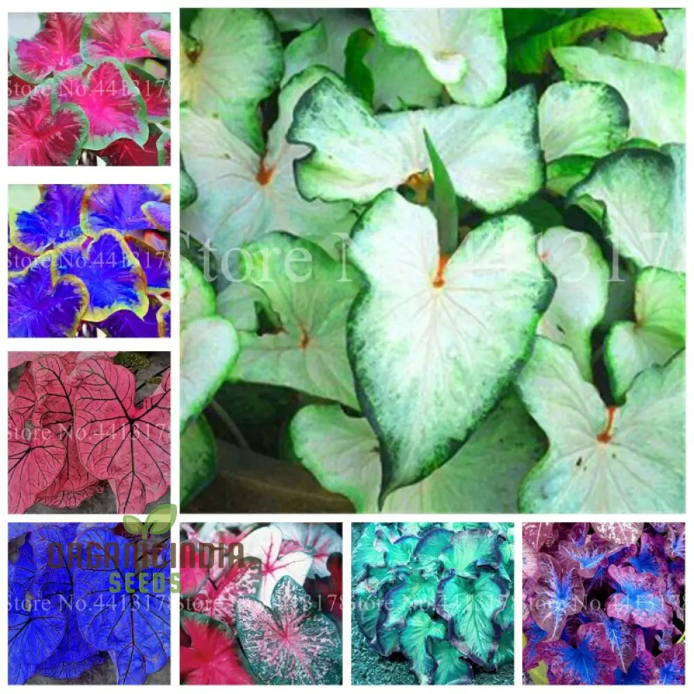 Caladium Seeds – Rainbow Perennial Planting (100 Pcs) Plant